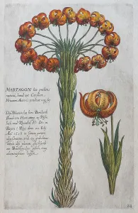 Martagon lily (Lilium martagon)