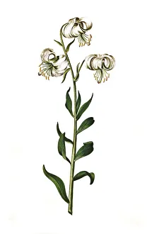 Martagon lily (Lilium martagon)
