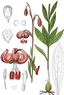 Martagon or Turk's cap lily (Lilium martagon)