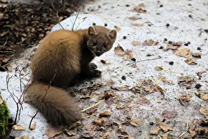Framed Print : Marten (Martes martes), adult, alert
