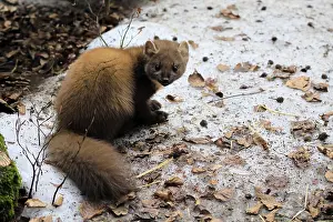 Marten (Martes martes), adult, alert