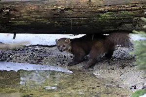Marten (Martes martes), adult, alert
