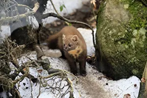 Marten (Martes martes), adult, alert