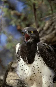 Martial Eagle (Polemaetus bellicosus)