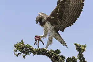 Martial eagle (Polemaetus bellicosus) adult