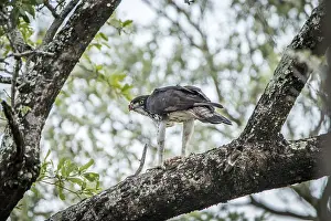 Martial eagle in a tree with his kill in the Kruger National Park
