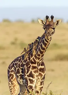 Masai giraffe (Giraffa camelopardalis)
