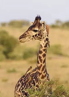 Masai giraffe (Giraffa camelopardalis)