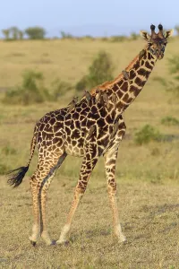 Masai giraffe (Giraffa camelopardalis)