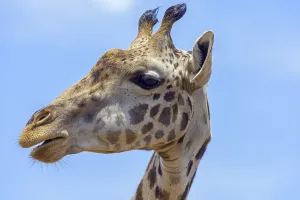 Masai giraffe (Giraffa camelopardalis)