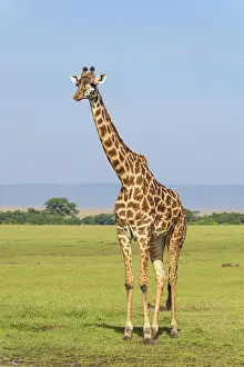 Masai Giraffe (Giraffa camelopardalis)