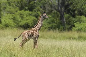Masai Giraffe (Giraffa camelopardalis)