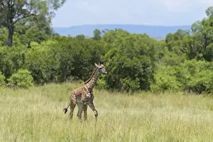 Masai Giraffe (Giraffa camelopardalis)