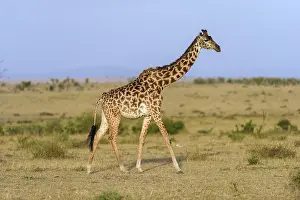 Masai giraffe (Giraffa camelopardalis)