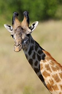 Masai Giraffe (Giraffa camelopardalis tippelskirchi)