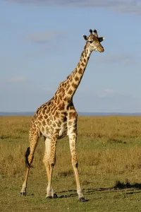 Masai Giraffe (Giraffa camelopardalis tippelskirchi)