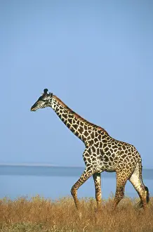 Masai giraffe (Giraffa camelopardalis tippelskirchi)