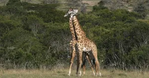Masai Giraffe (giraffa camelopardalis tippelskirchi)