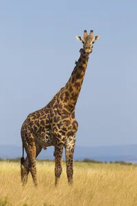 Masai giraffe (Giraffa camelopardalis tippelskirchi) in savanna