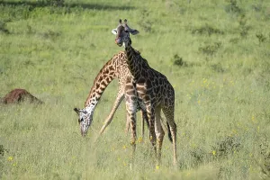 Masai giraffe (Giraffa tippelskirchi)