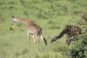 Masai giraffe (Giraffa tippelskirchi)
