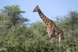 Masai giraffe (Giraffa tippelskirchi)