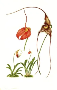 Masdevallias coccinea, Masdevallias gemmata