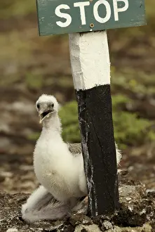 Masked booby Dunenkuken (Sula dactylatra)<br> Masked booby Dunenkken (Sula dactylatra)