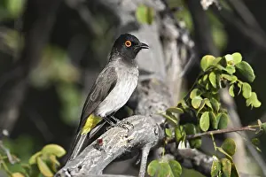 Masked Bulbul (Pycnonotus nigricans) Moremi Game Reserve