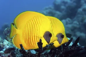 Two Masked Butterflyfish (Chaetodon semilarvatus)