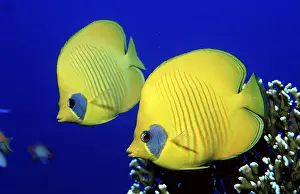 Two masked butterflyfish, crescent moon butterflyfish