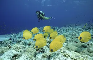 Masked Butterflyfish and diver