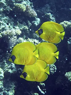 Masked butterflyfish, Safaga, Egypt, Safaga, Egypt