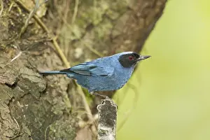 Masked Flowerhookbill (Diglossopis cyanea)