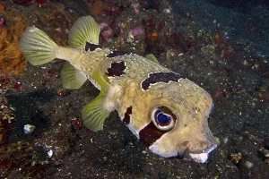 Masked hedgehog fish (Diodon liturosus) with intensive eyes and distinctive scale structure in the ocean