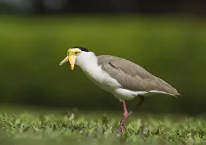 Masked lapwings (Vanellus miles)