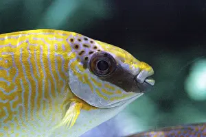 Masked Rabbitfish Siganus puellus is found in shallow coral reef lagoons
