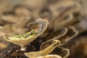Masked tree frog (Smisisa phaeata)