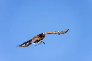 MASPALOMAS, GRAN CANARIA, SPAIN - MARCH 8 :White tailed Eagle in flight at Palmitos Park