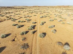 Masses of Euphorbia gregaria and desert track