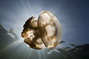 Mastigias jellyfish, Jellyfish Sea