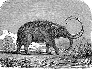 Mastodon, Mammut, 1880, woodcut, Germany, Europe