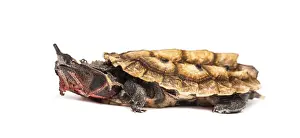 Mata Mata, Chelus fimbriata, turtle