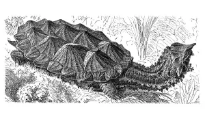 Matamata (Chelys fimbriata), historic image