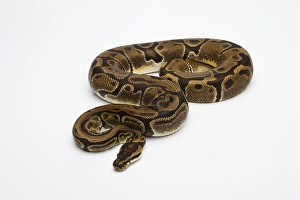 Matanic Ball Python or Royal Python (Python regius)