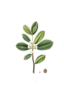 Mate bush, Mate, Ilex Paraguensis, Yerba mate, tree, digitally enhanced reproduction of an original by Aylmer Bourke Lambert (1761 - 1842), English botanist, published around 1810