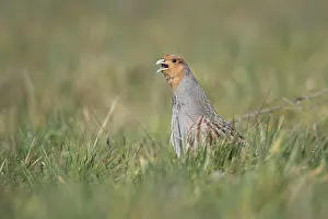 The mating call... Grey partridge (Perdix perdix)