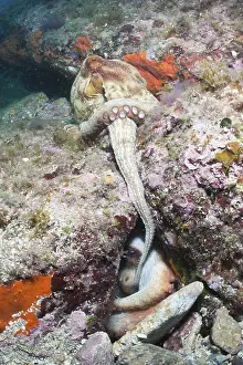 Mating Common octopus, Octopus vulgaris