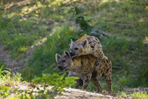 A mating couple of spotted hyena (Crocuta crocuta)