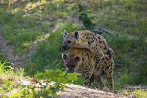 A mating couple of spotted hyena (Crocuta crocuta)